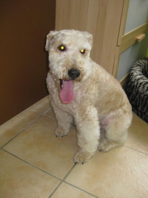 Soft Coated Wheaten Terrier